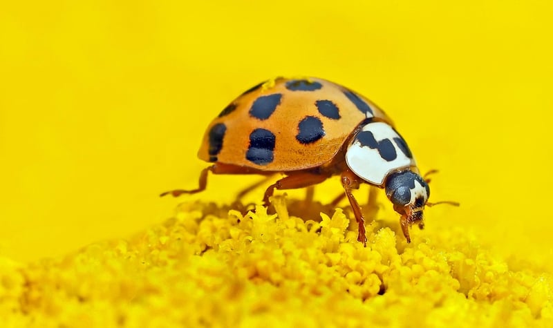 Ladybug